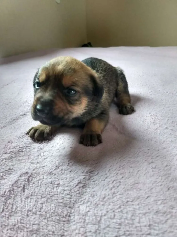Cachorro ra a Viralata idade Abaixo de 2 meses nome Não tem nome