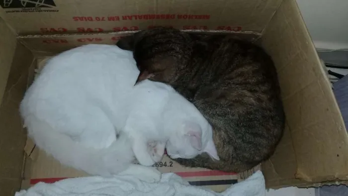 Gato ra a  idade 2 a 6 meses nome Mel e safadinha 