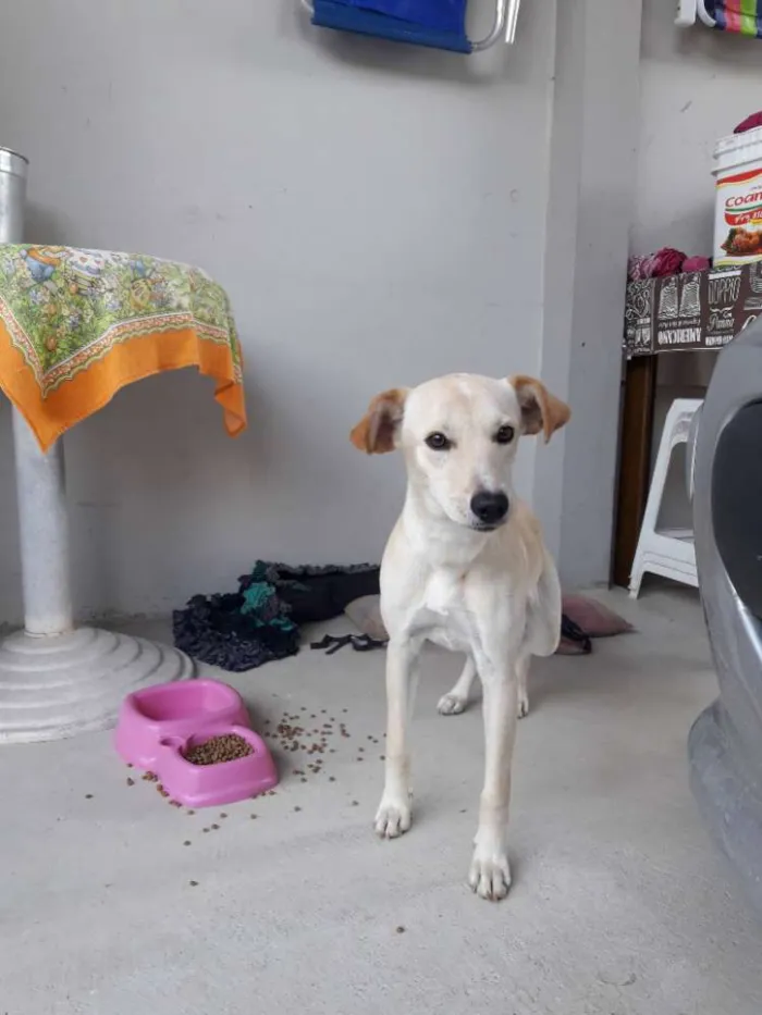 Cachorro ra a  idade 7 a 11 meses nome Lua