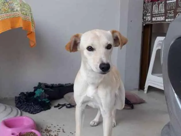 Cachorro ra a  idade 7 a 11 meses nome Lua