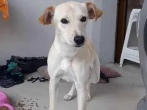 Cachorro raça  idade 7 a 11 meses nome Lua