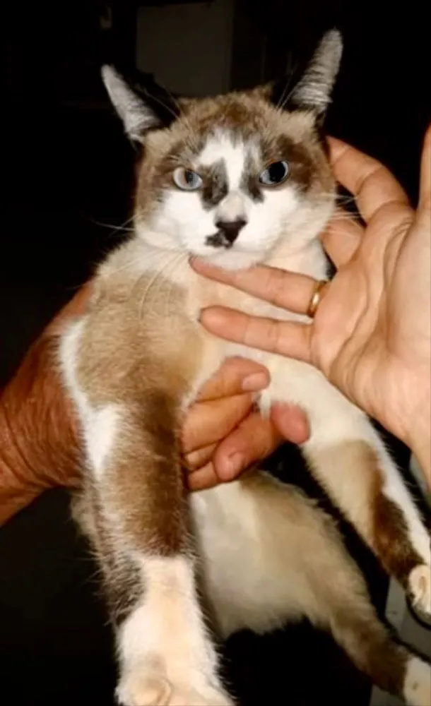 Gato ra a SRD idade 2 a 6 meses nome Amélia 