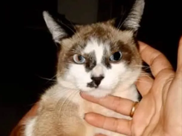 Gato ra a SRD idade 2 a 6 meses nome Amélia 