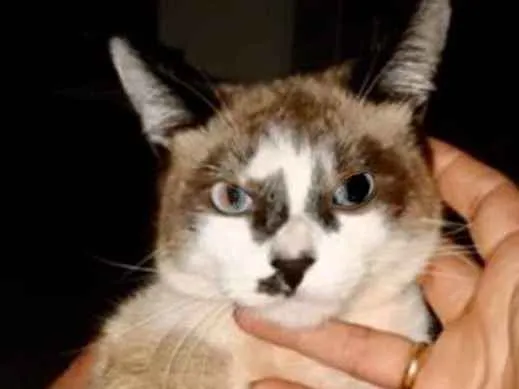 Gato ra a SRD idade 2 a 6 meses nome Amélia 