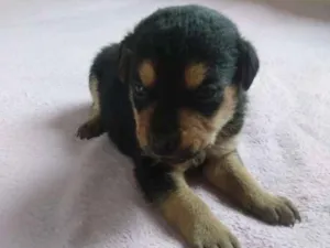 Cachorro raça Viralata idade Abaixo de 2 meses nome Não tem nome