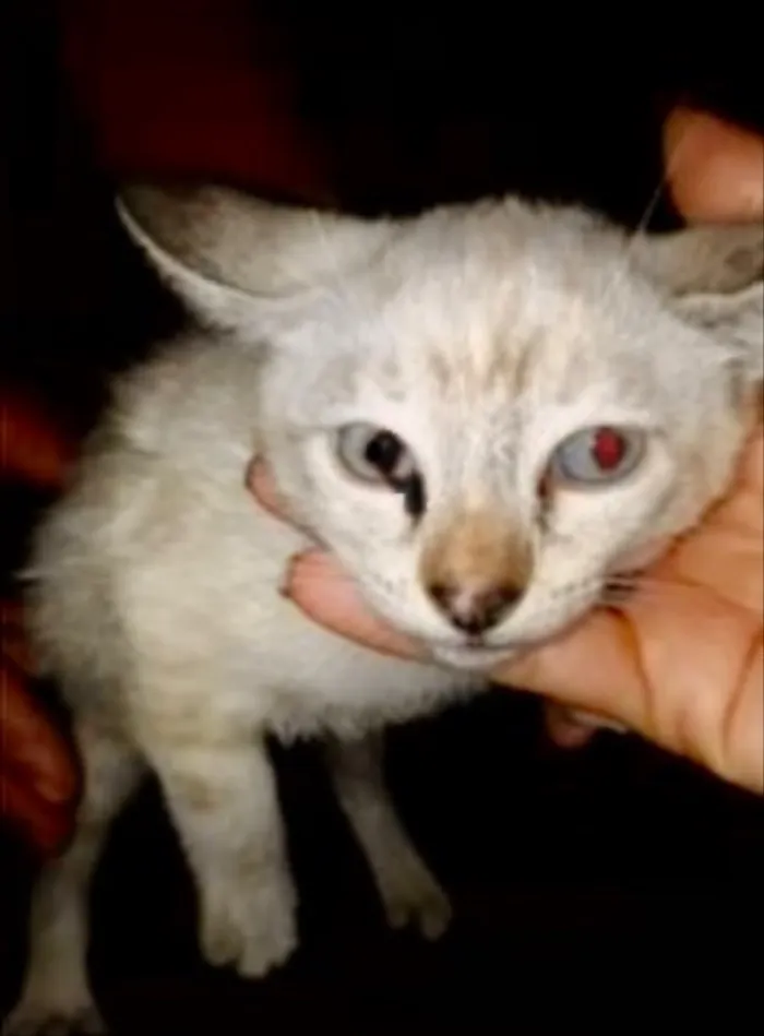 Gato ra a SRD idade 2 a 6 meses nome Branquinha 