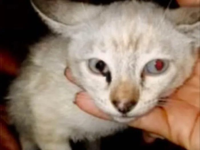 Gato ra a SRD idade 2 a 6 meses nome Branquinha 