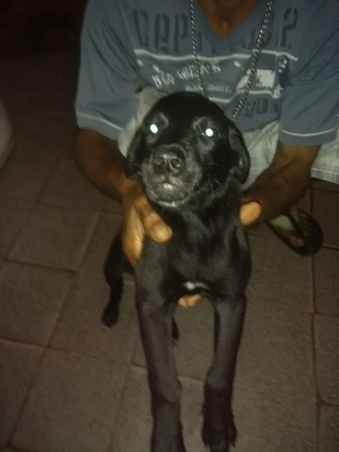 Cachorro raça Srd idade 2 a 6 meses nome Filhote