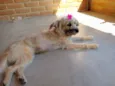 Pipoca