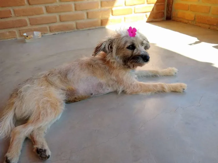 Cachorro raça Sem Raça Definida idade 2 anos nome Pipoca