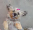 Pipoca