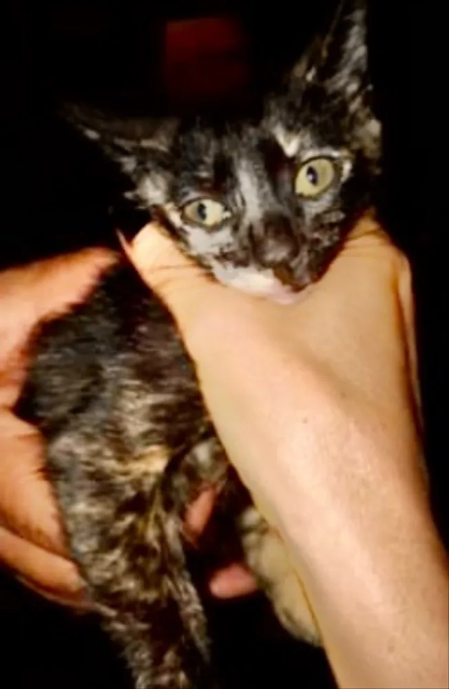 Gato ra a SRD idade 2 a 6 meses nome Ísis 