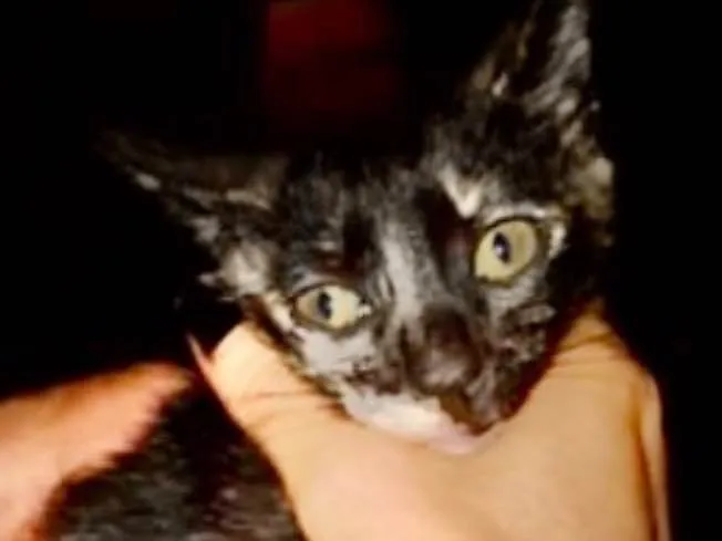 Gato ra a SRD idade 2 a 6 meses nome Ísis 