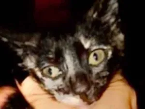 Gato raça SRD idade 2 a 6 meses nome Ísis 