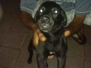 Cachorro raça Srd idade 2 a 6 meses nome Filhote