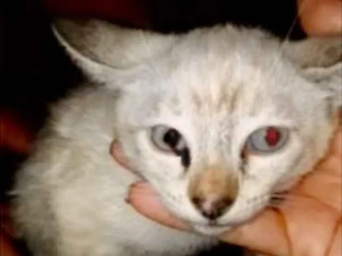 Gato ra a SRD idade 2 a 6 meses nome Branquinha 