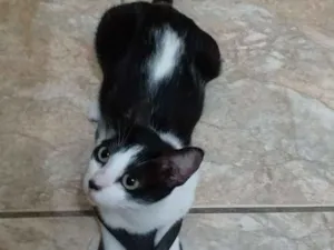 Gato raça sem raça definida idade 1 ano nome maria do bairro