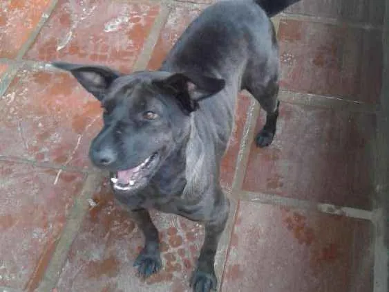 Cachorro ra a Mestiça de shar-pei  idade 3 anos nome Pretinha