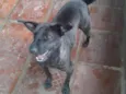 Pretinha