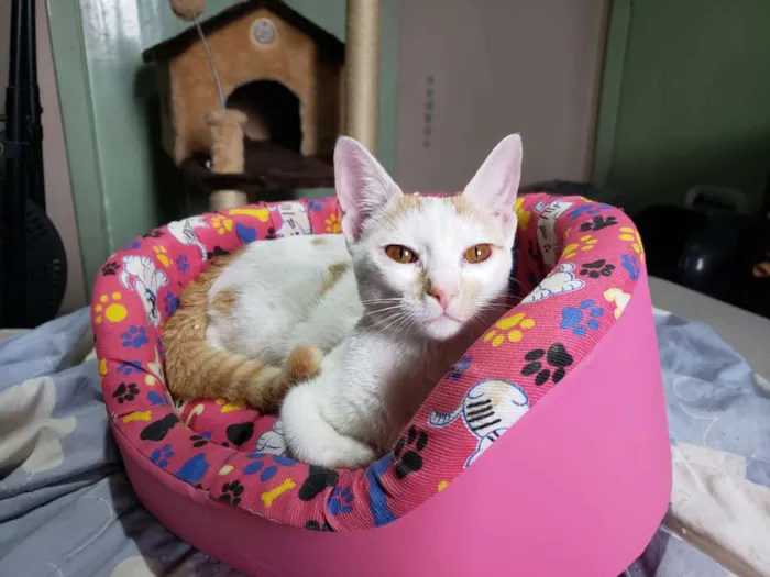 Gato ra a Srd idade 2 a 6 meses nome Leona