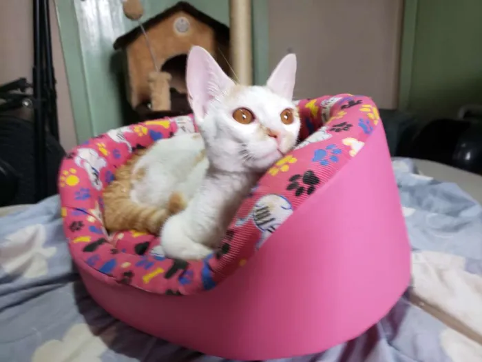Gato ra a Srd idade 2 a 6 meses nome Leona
