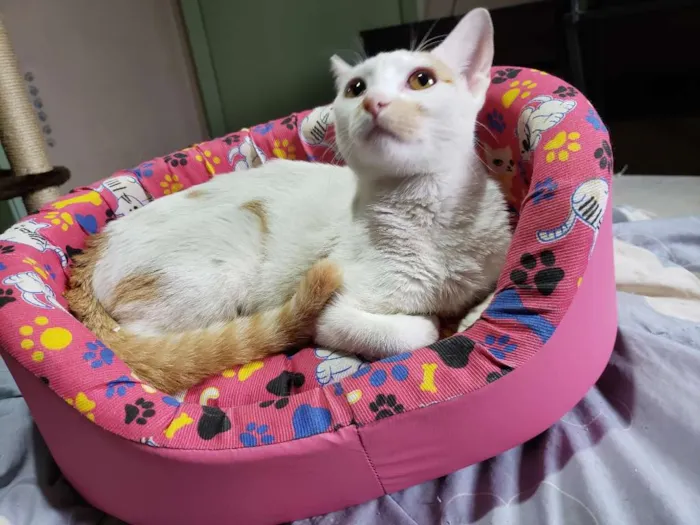 Gato ra a Srd idade 2 a 6 meses nome Leona
