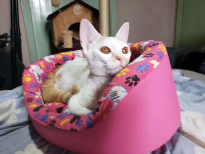 Gato ra a Srd idade 2 a 6 meses nome Leona