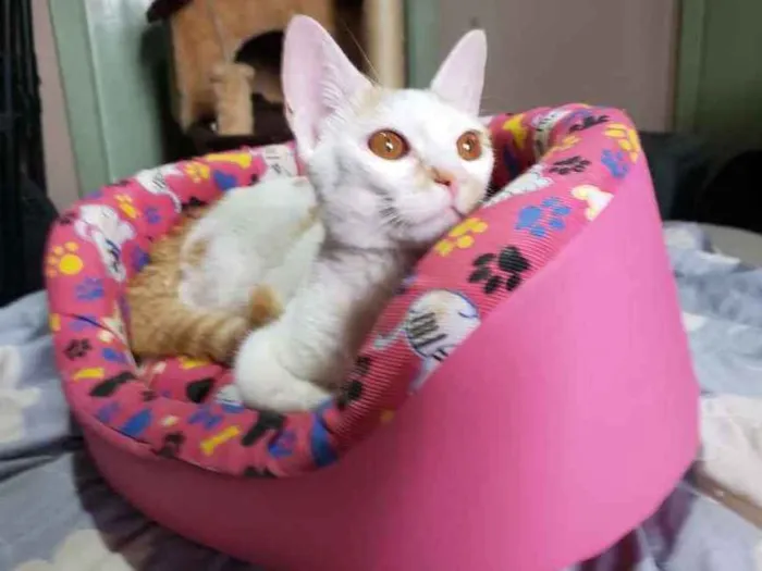 Gato ra a Srd idade 2 a 6 meses nome Leona