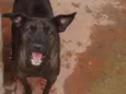 Pretinha