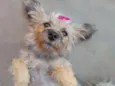 Pipoca