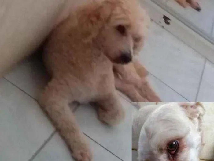 Cachorro ra a Poodle idade 6 ou mais anos nome Jack