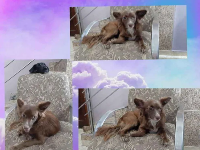 Cachorro ra a Srd idade 1 ano nome Juju