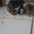 gatinhos 