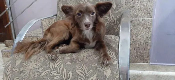 Cachorro ra a Srd idade 1 ano nome Juju