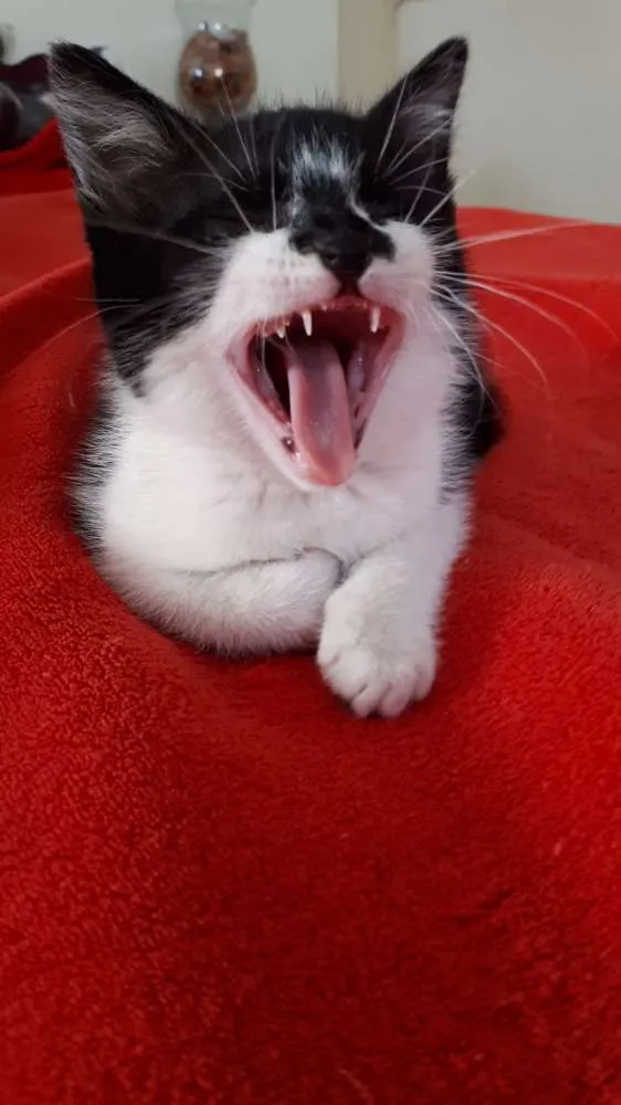 Gato ra a  idade 2 a 6 meses nome Liz ( filhote)