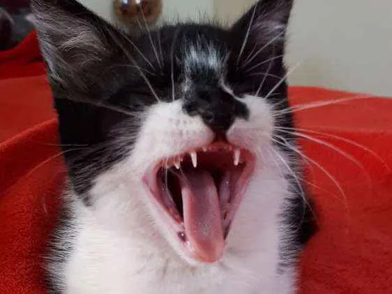 Gato ra a  idade 2 a 6 meses nome Liz ( filhote)
