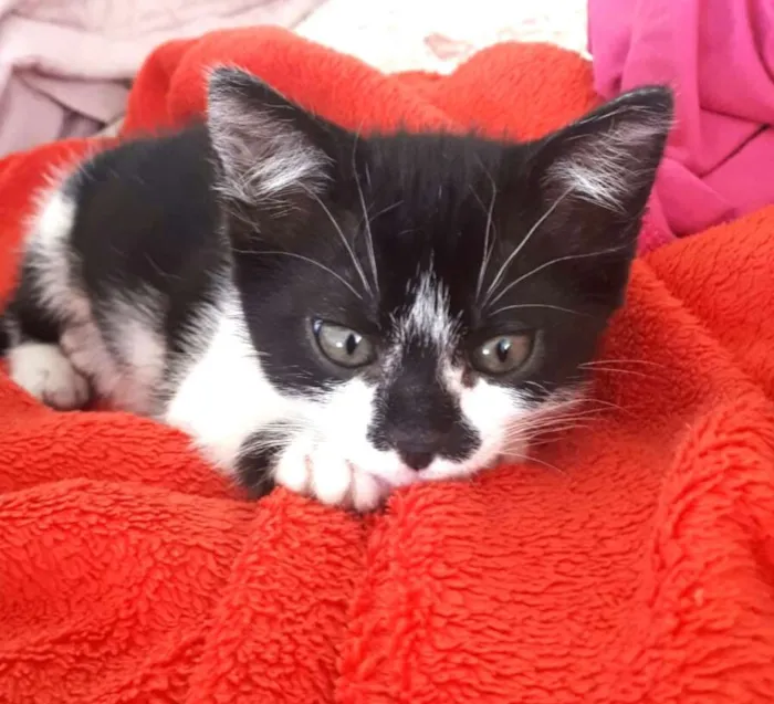 Gato ra a  idade 2 a 6 meses nome Liz ( filhote)