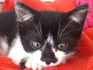 Gato raça  idade 2 a 6 meses nome Liz ( filhote)