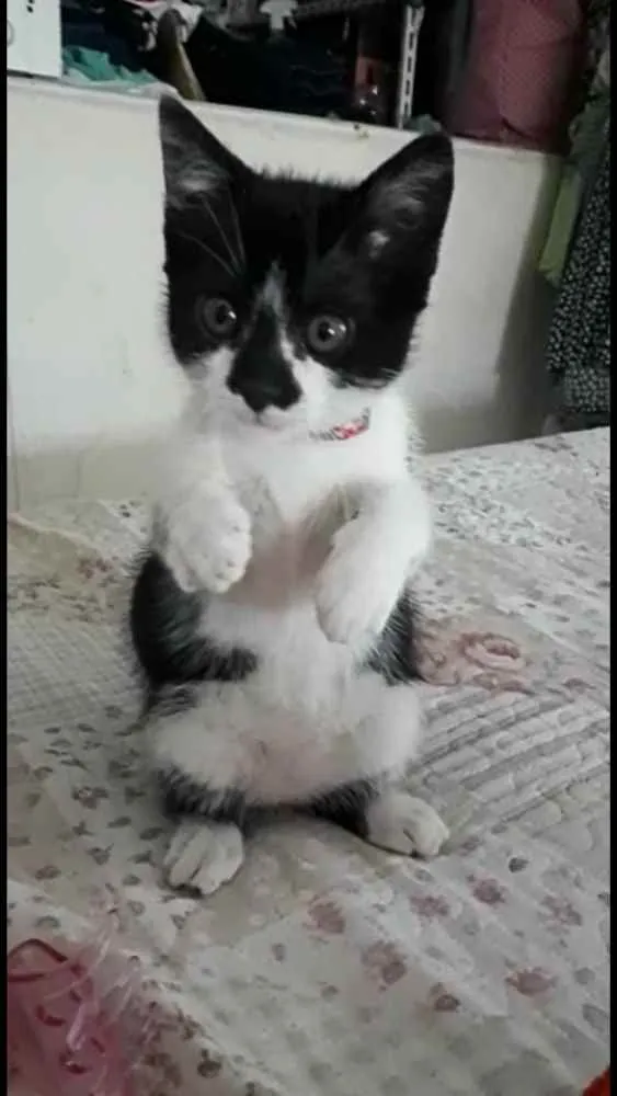 Gato ra a  idade 2 a 6 meses nome Liz ( filhote)