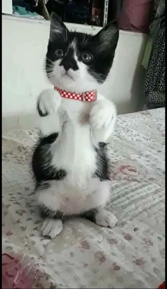 Gato ra a  idade 2 a 6 meses nome Liz ( filhote)