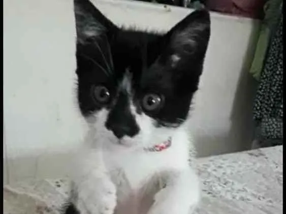 Gato ra a  idade 2 a 6 meses nome Liz ( filhote)