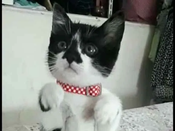 Gato ra a  idade 2 a 6 meses nome Liz ( filhote)