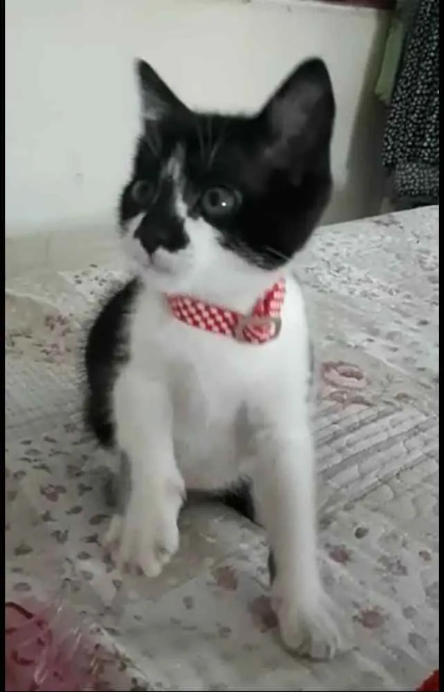 Gato ra a  idade 2 a 6 meses nome Liz ( filhote)