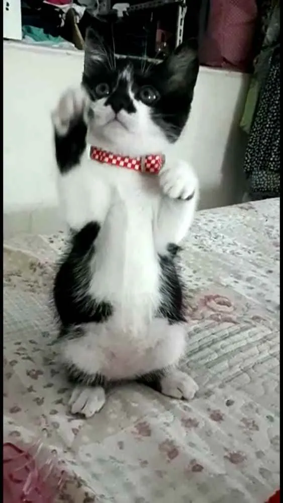 Gato ra a  idade 2 a 6 meses nome Liz ( filhote)