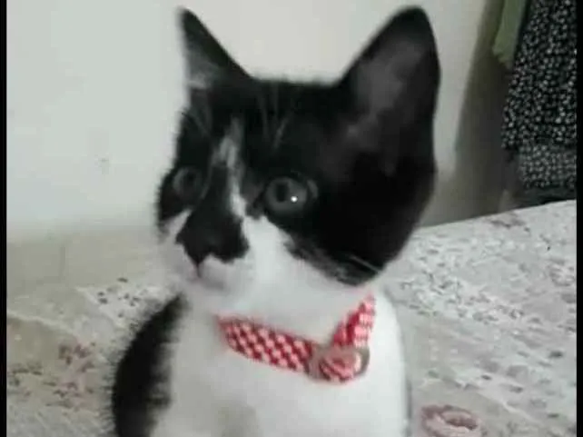 Gato ra a  idade 2 a 6 meses nome Liz ( filhote)