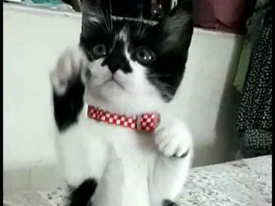 Gato ra a  idade 2 a 6 meses nome Liz ( filhote)