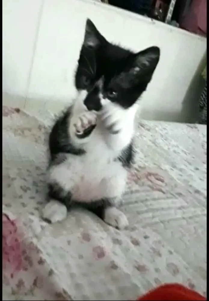 Gato ra a  idade 2 a 6 meses nome Liz ( filhote)