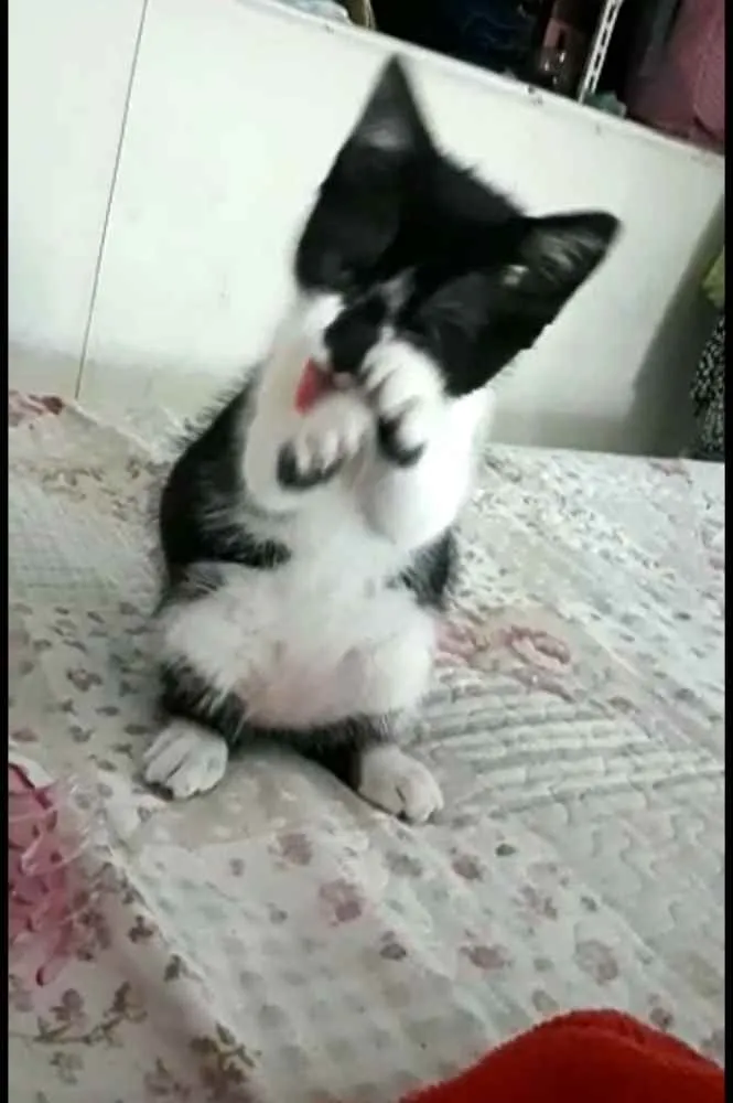 Gato ra a  idade 2 a 6 meses nome Liz ( filhote)