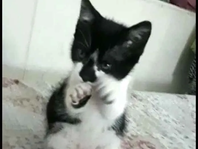 Gato ra a  idade 2 a 6 meses nome Liz ( filhote)