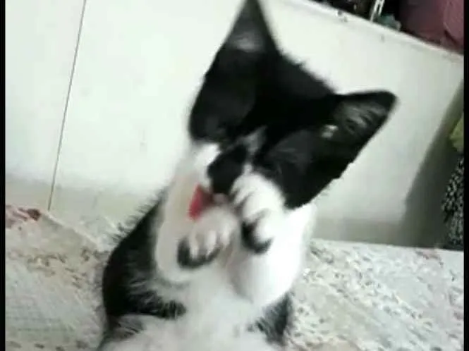 Gato ra a  idade 2 a 6 meses nome Liz ( filhote)
